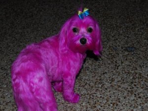puppy dye